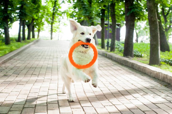 pitchdog-satamasho-ganteli-aportis-brdzanebis-savarjishod-30sm-photo-4