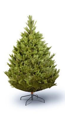 Product image of აქატე 220სმ - დიზაინერული ნაძვის ხე შაკო და ნინოსგან