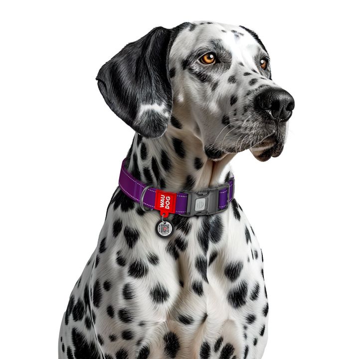 collar-dzaghlis-neilonis-saqelo-qr-pasportit-zoma-m-28-40sm-20mm-photo-2