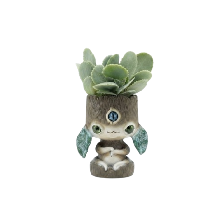 dear-plants-kalanchoe-millotii-kalanchoe-miloti-qotnit