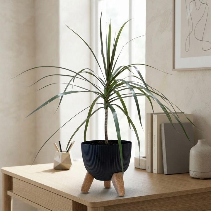 dear-plants-dratsena-plastmasis-qotnit-photo-2
