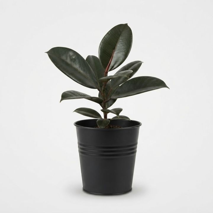 dear-plants-ficus-fikusi-photo-2