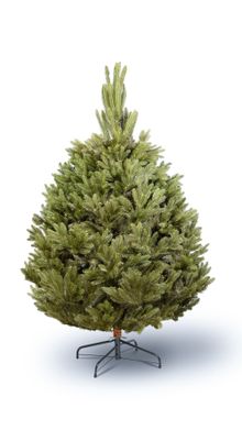 Product image of აქატე 180სმ - დიზაინერული ნაძვის ხე შაკო და ნინოსგან