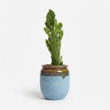 Product image of Dear Plants Desk Plant Console Cactus კონსოლეა ქოთნით