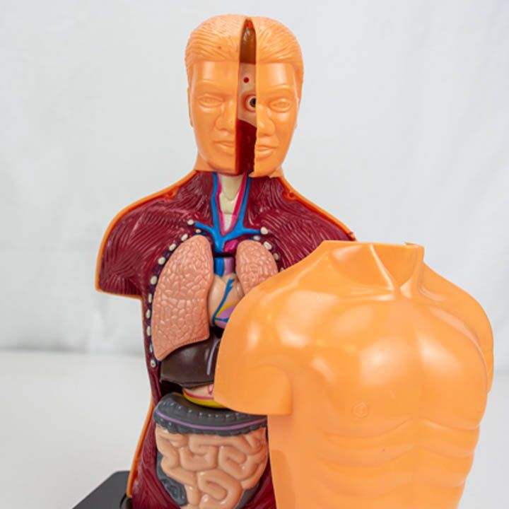 science4you-anatomy-2-in-1-shemetsnebiti-satamasho-photo-4