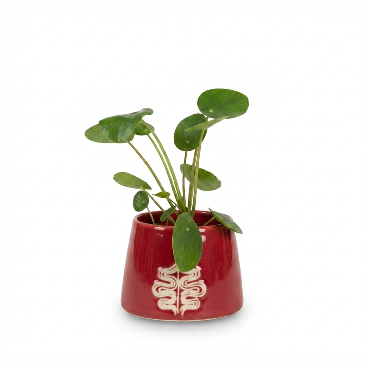 pilea-keramikis-qotnit