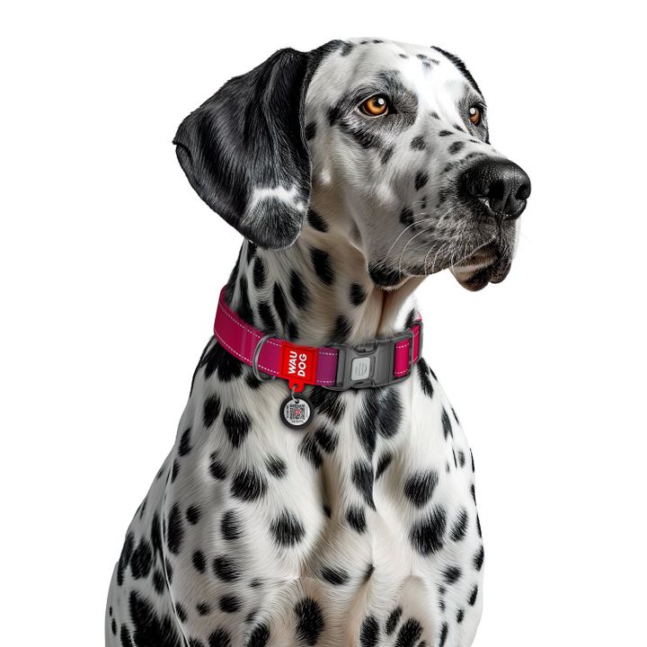 collar-dzaghlis-neilonis-saqelo-qr-pasportit-zoma-m-28-40sm-20mm-photo-2