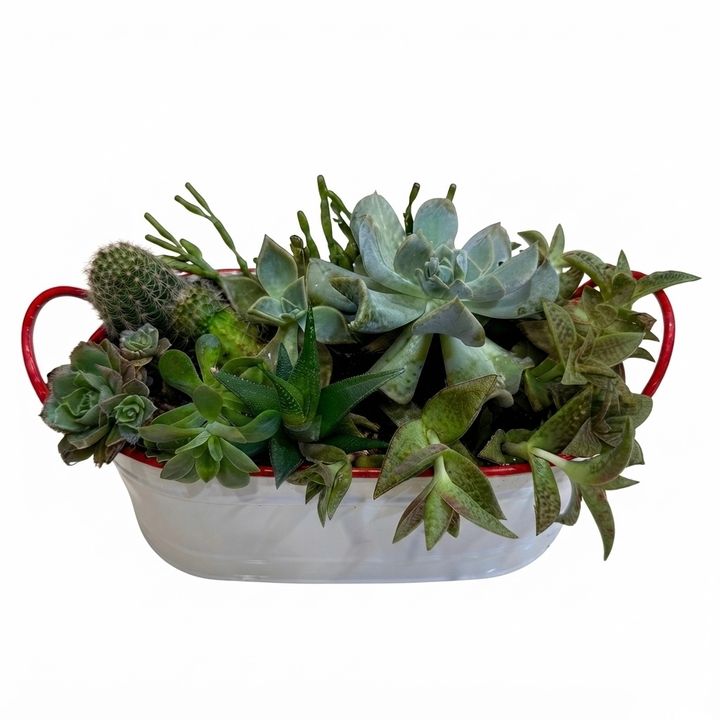 dear-plants-sukulentebis-buketi-qotnit-photo-2