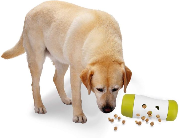 all-for-paws-interactives-dzaghlis-satamasho-photo-2