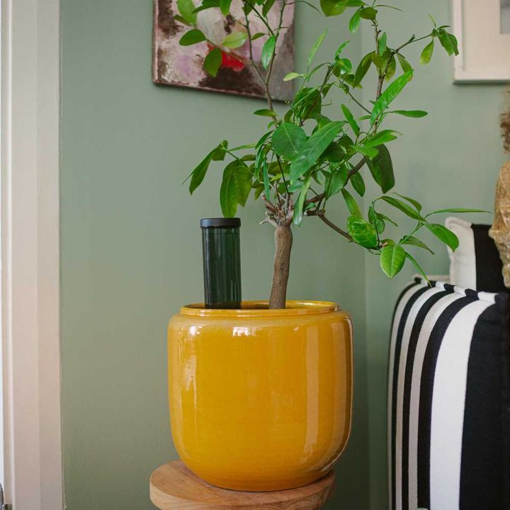 fiskars-plant-care-water-spike-tsvetovani-sartsqavi-qotnistvis-photo-4