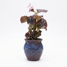 Product image of Desk Plant Velvet Midnight Begonia მაგიდის მცენარე ქოთნით