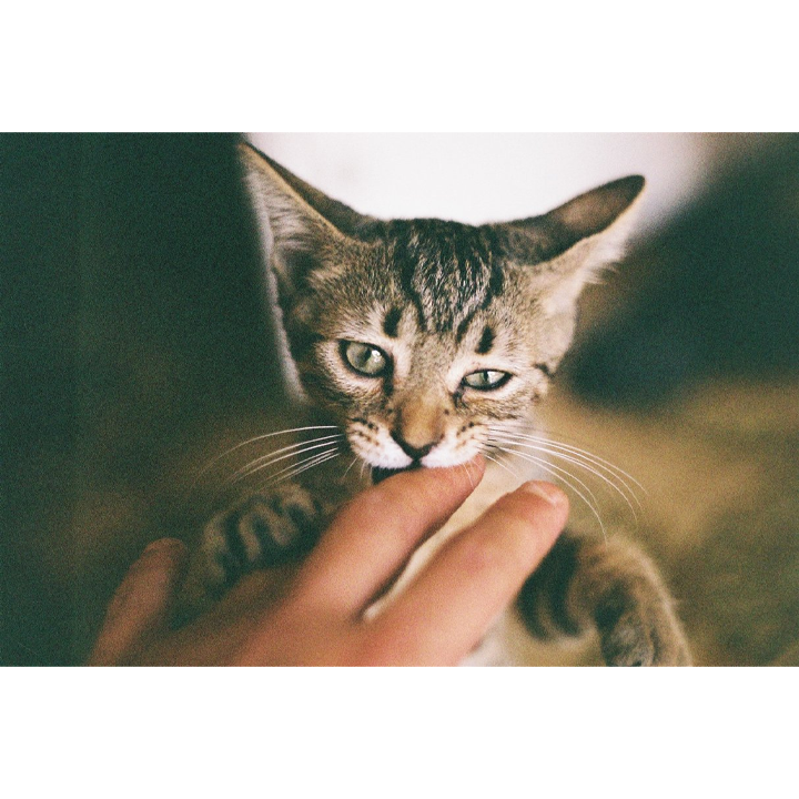 kodak-gold-3-pc-fotoaparatis-firi-36ts-photo-4