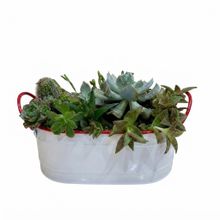 Product image of Dear Plants სუკულენტების ბუკეტი ქოთნით