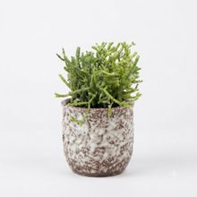 Product image of Dear Plants Desk Plant Rhipsalis რიფსილისი