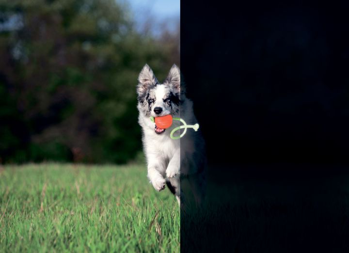 collar-burti-laikeri-lumi-7-sm-photo-3