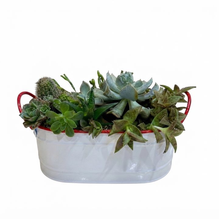 dear-plants-sukulentebis-buketi-qotnit