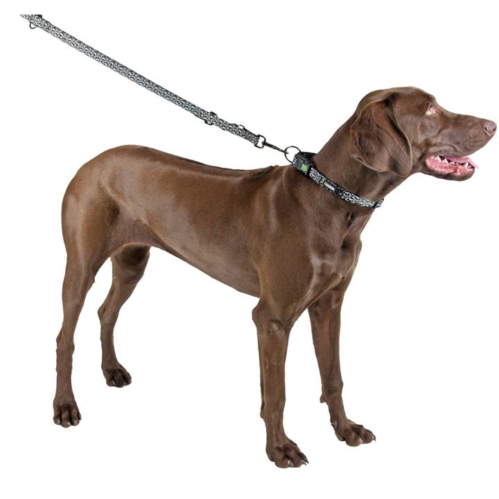 kerbl-dzaghlis-saqelo-photo-3