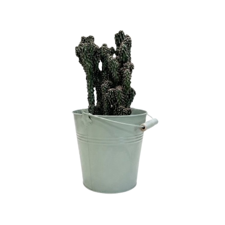 dear-plants-kaqtusi-qotnit