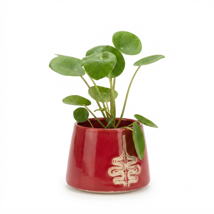 pilea-keramikis-qotnit-photo-4