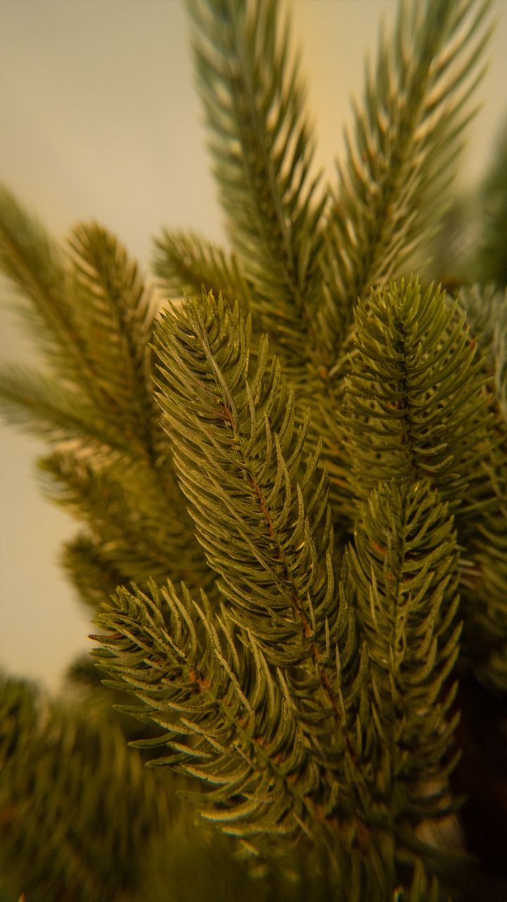 pungia-280sm---dizaineruli-nadzvis-khe-shako-da-ninosgan-photo-4