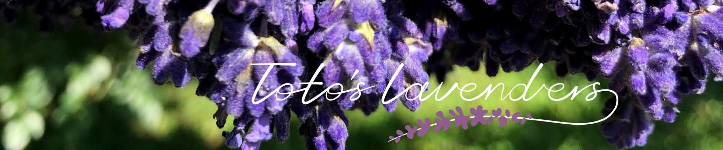 Cover photo of Toto's Lavenders - ტოტოს ლავანდები