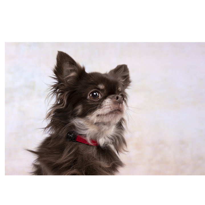 flamingo-dzaghlis-saqelo-photo-2