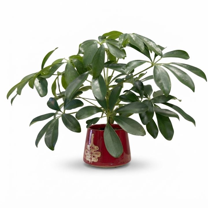 dear-plants-sheflera-qotnit-photo-3