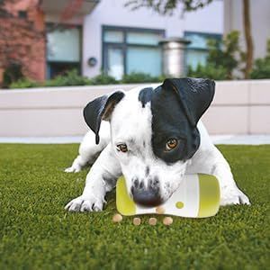 all-for-paws-interactives-dzaghlis-satamasho-photo-3