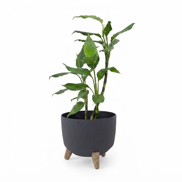 dear-plants-stafiliumi-plastmasis-qotnit