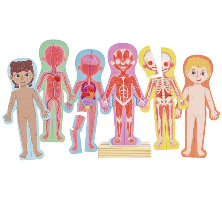 hape-human-body-magnetic-puzzle-fazli-photo-2