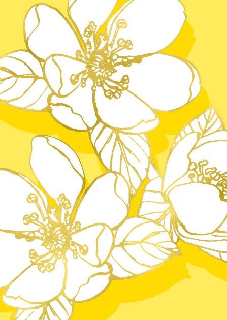 misalotsi-barati-pelo