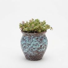 Product image of Dear Plants Desk Plant Sedum სედუმი ქოთნით