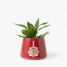 Product image of სანსევიერია კერამიკის ქოთნით