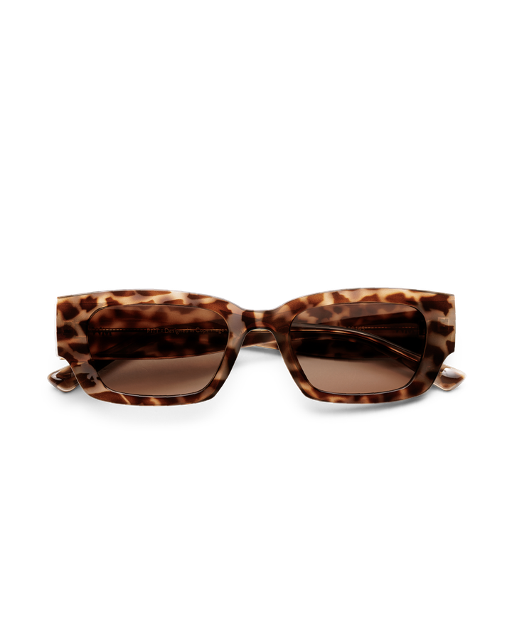 messy-weekend-pitt-brown-egyptian-tortoise-mzis-satvale-photo-2