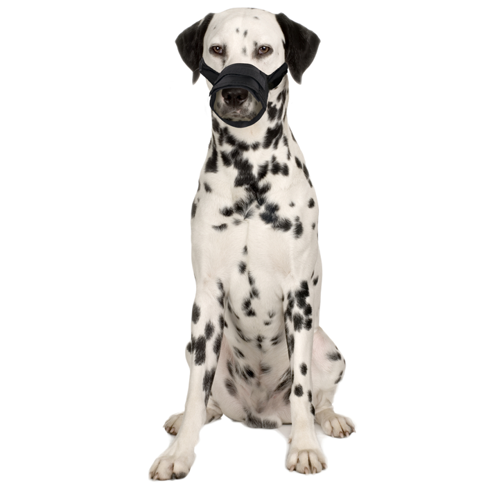 flamingo-dzaghlis-alikapi-photo-4