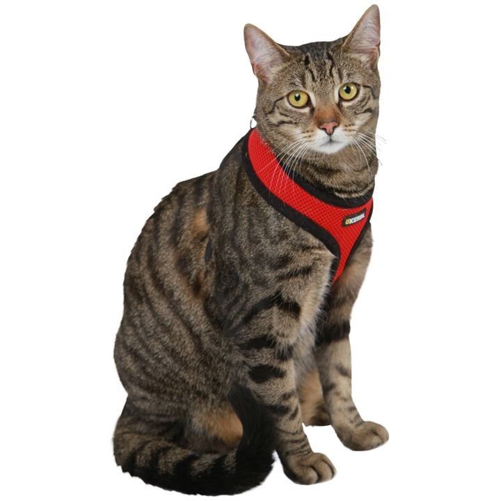 kerbl-katis-saqelo-photo-2