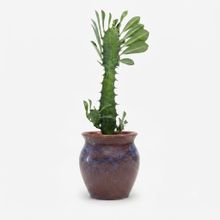 Product image of Desk Plant Euphorbia ეუფორბია ქოთნით