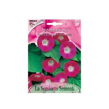 Product image of იპომეას თესლი Ipomea SCARLET O'HARA RED FI562-MAXIFlor