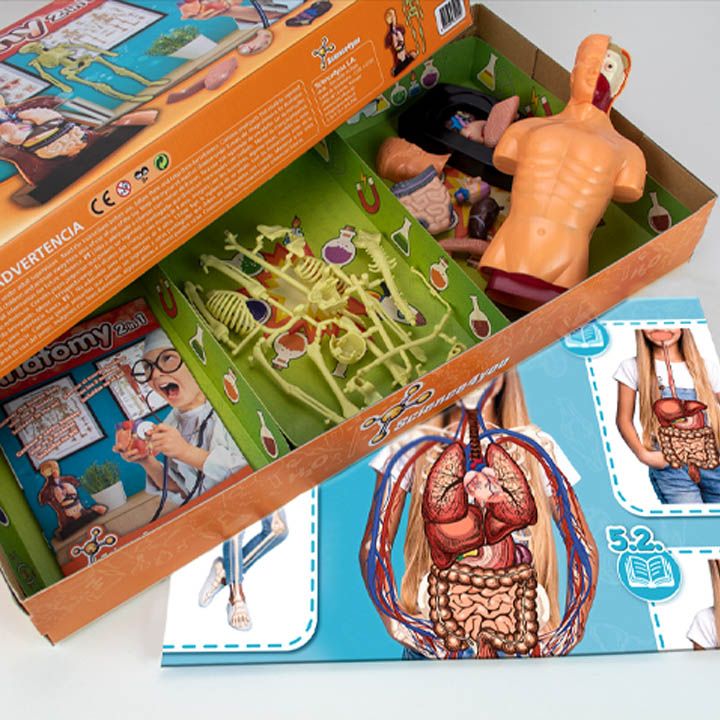 science4you-anatomy-2-in-1-shemetsnebiti-satamasho-photo-2