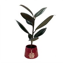 Product image of ფიკუსი კერამიკის ქოთნით