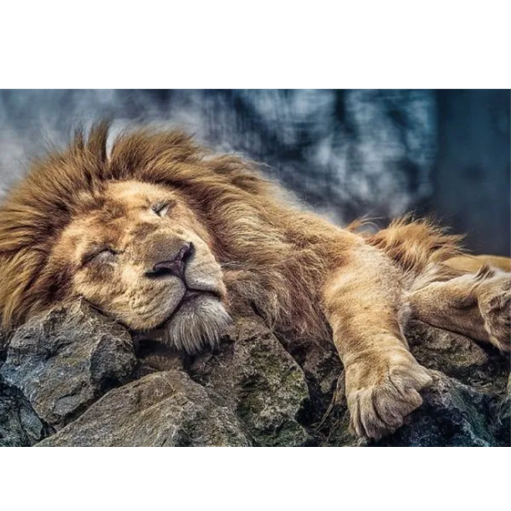 trefl-fazli-the-sleeping-lion-photo-2