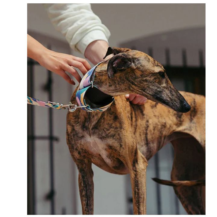 brott-dzaghlis-saqelo-photo-2