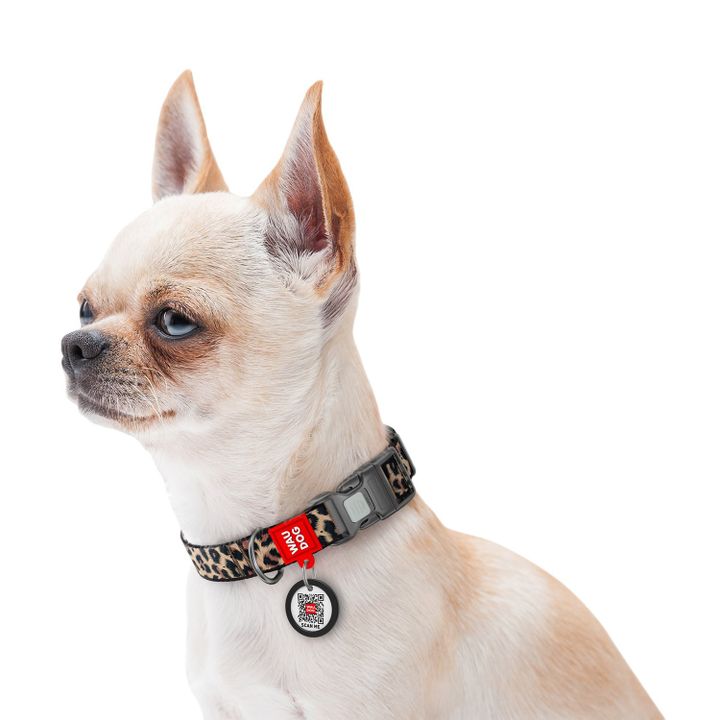 collar-dzaghlis-neilonis-saqelo-qr-pasportit-zoma-m-28-40sm-20mm-photo-2