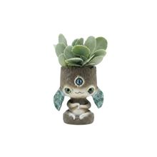 Product image of Dear Plants Kalanchoe Millotii კალანჩოე მილოტი ქოთნით