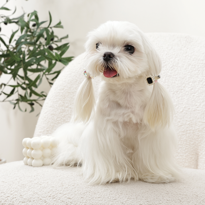 m-pets-glam-briliantis-formis-tmis-samagri-photo-2