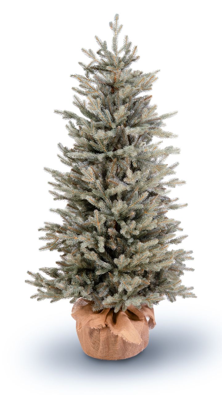 kdema-150sm-qotani-snaptree---dizaineruli-nadzvis-khe-shako-da-ninosgan