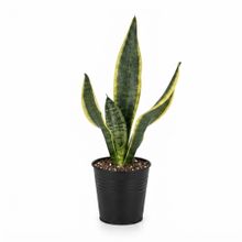 Product image of Dear Plants სანსევიერია ქოთნით