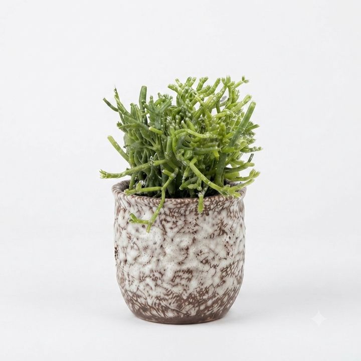 dear-plants-desk-plant-rhipsalis-rifsilisi-photo-2