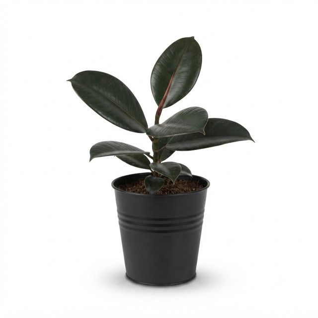 dear-plants-ficus-fikusi