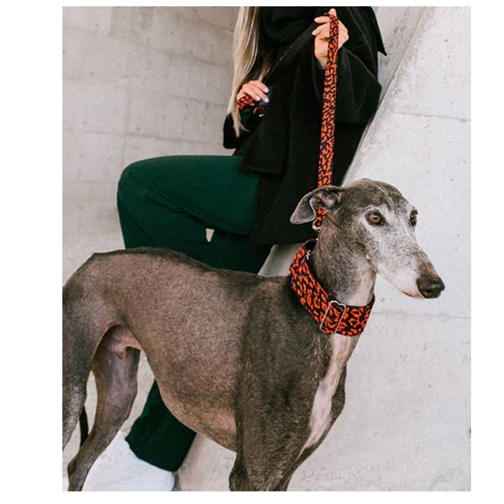 brott-dzaghlis-saqelo-photo-2